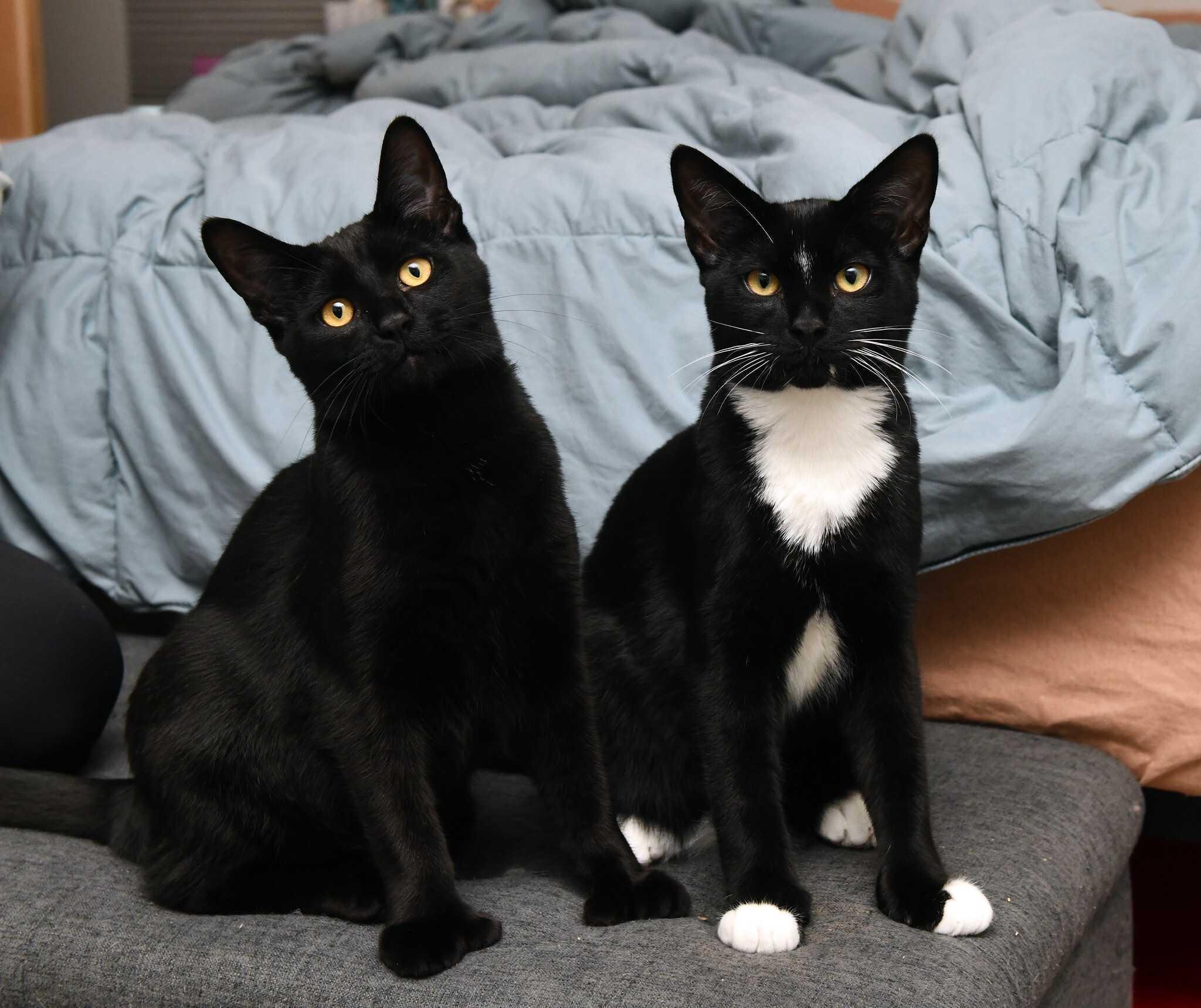 Sasquatch and Bigfoot