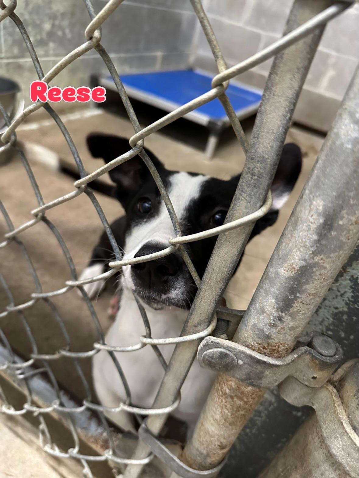 Reese, ADOPTABLE, Puppy Female Border Collie.