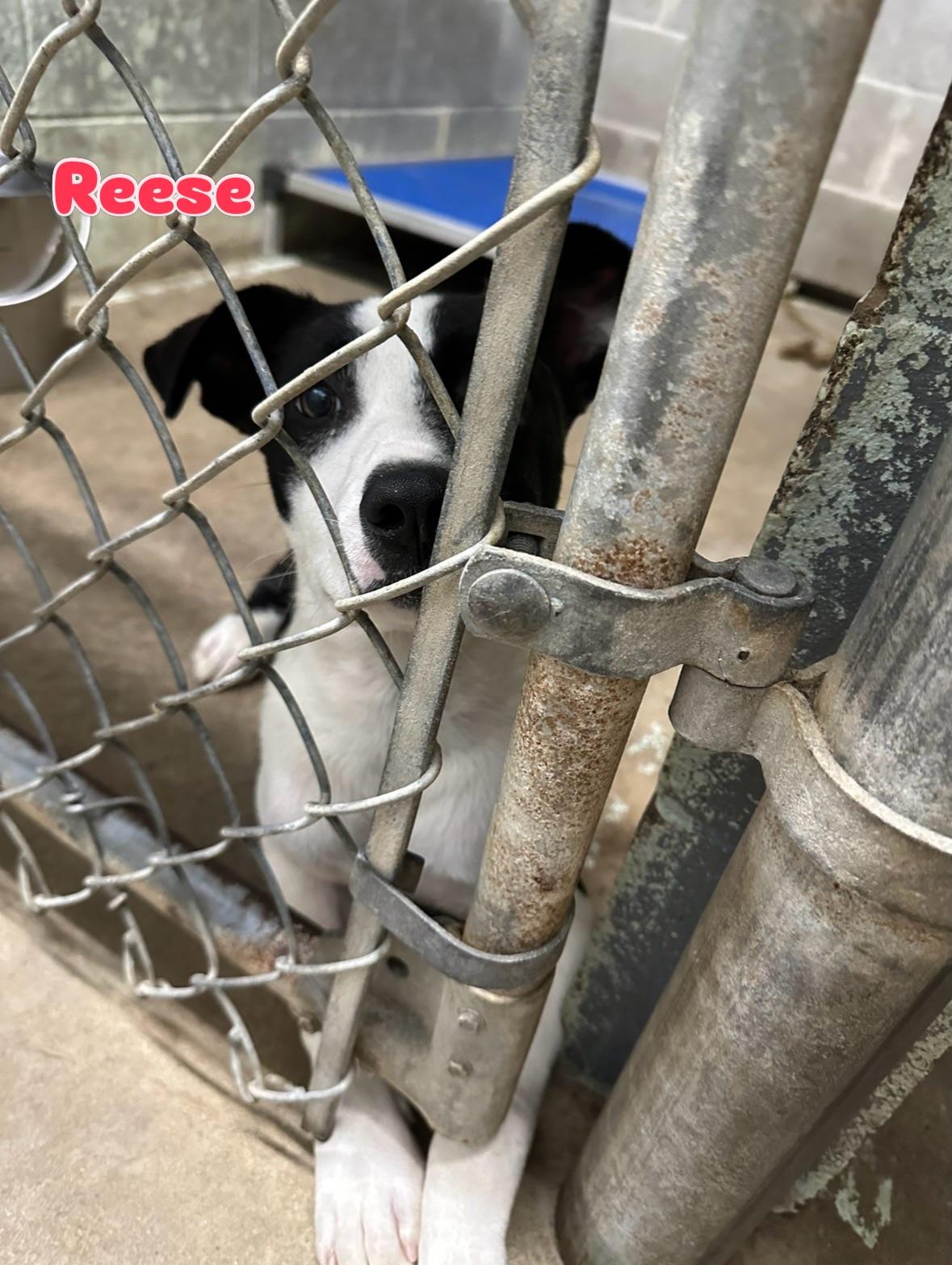 Enlarge Reese, a ADOPTABLE mixed breed in Rock Hill, NY image 2/2