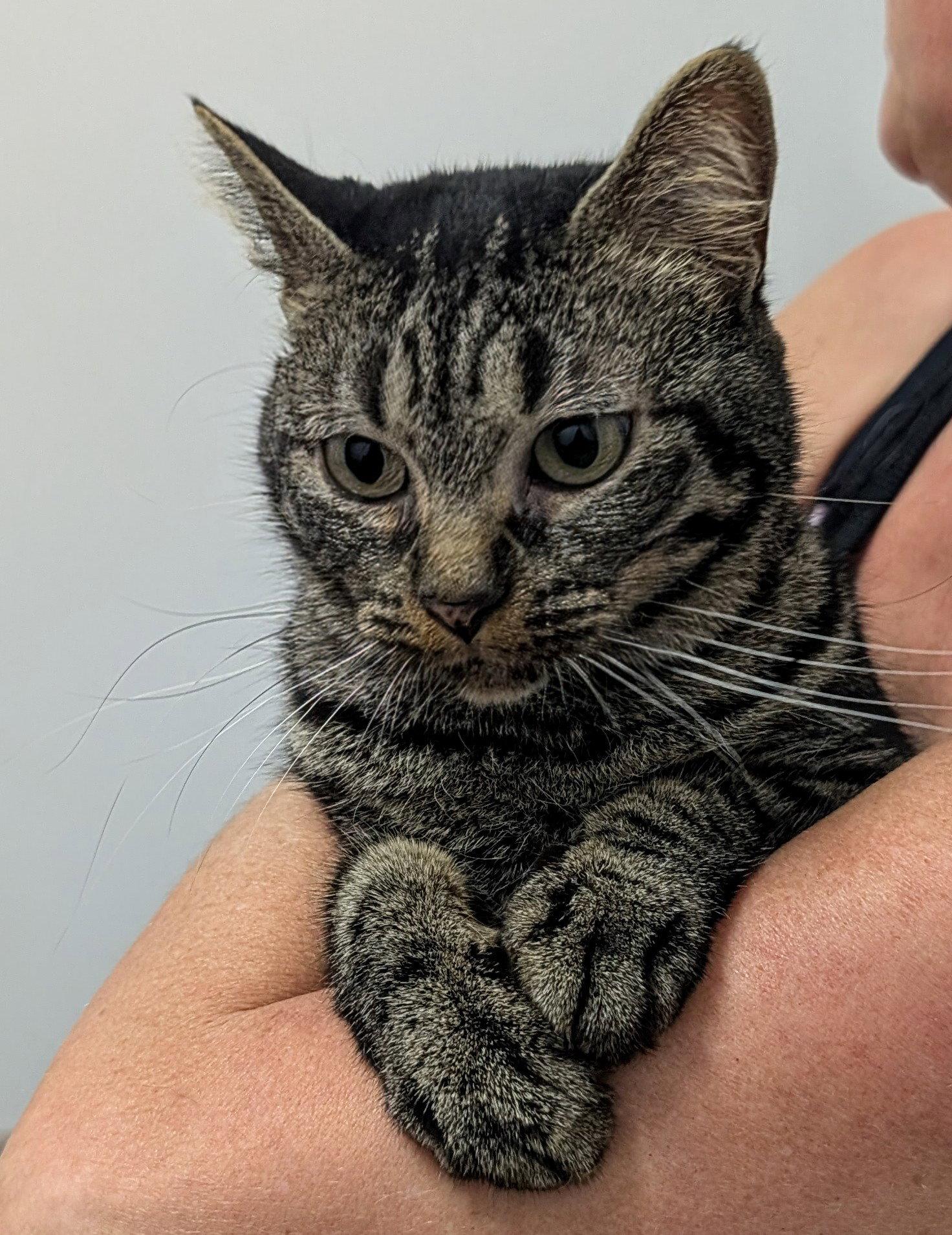 Nexxis, Adoptable, Adult Female Domestic Short Hair.