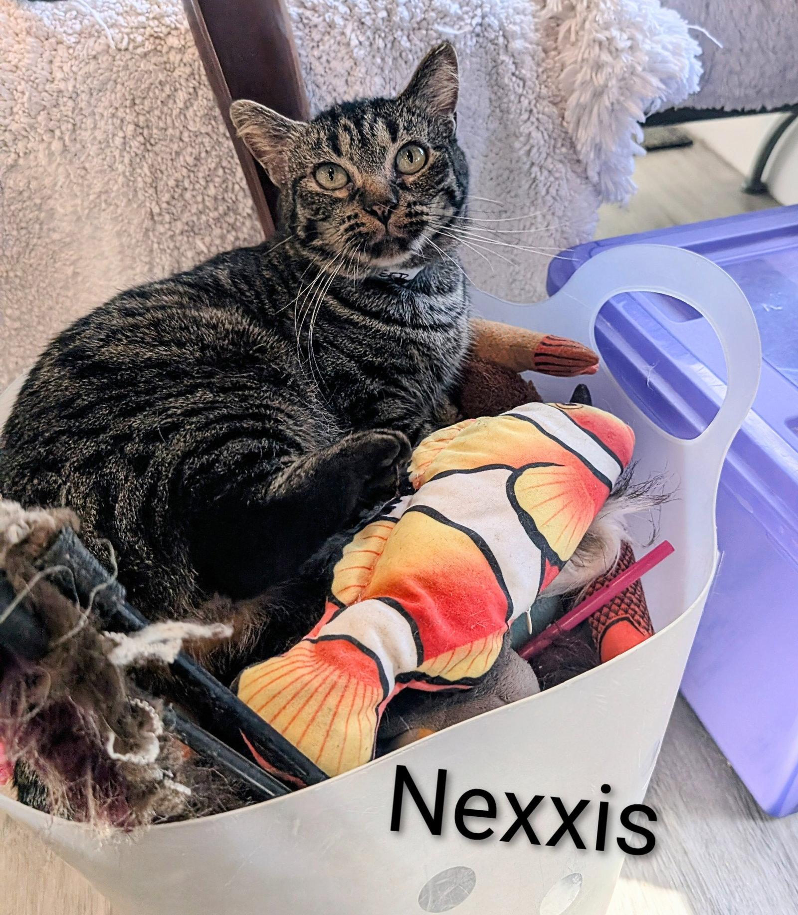 Enlarge Nexxis, a Adoptable Domestic Short Hair in Monrovia, CA image 2/3