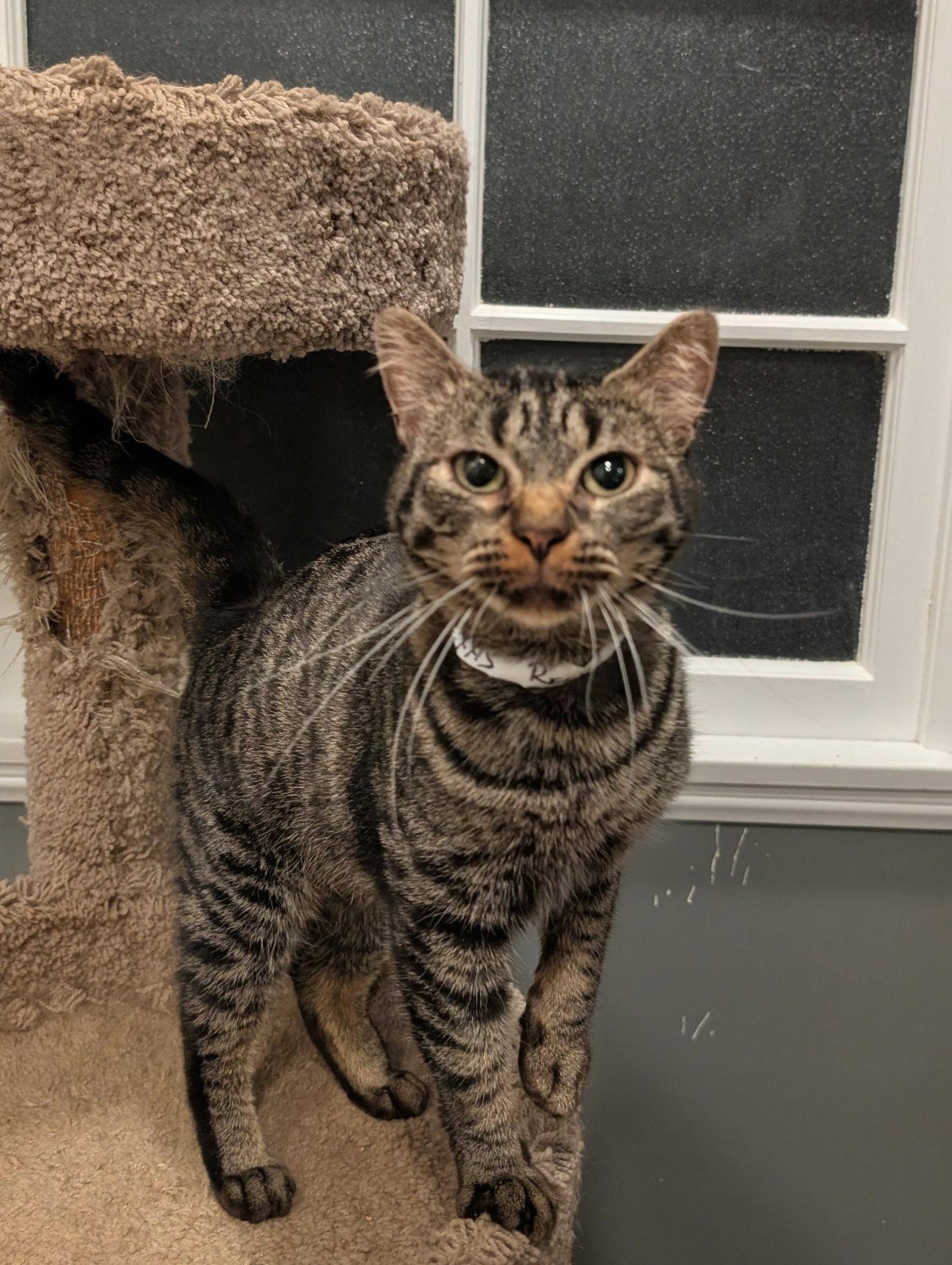 Enlarge Nexxis, a Adoptable Domestic Short Hair in Monrovia, CA image 3/3