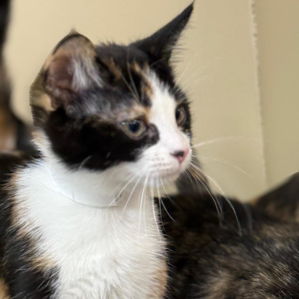 Carie, Adoptable, Kitten Female Domestic Short Hair.