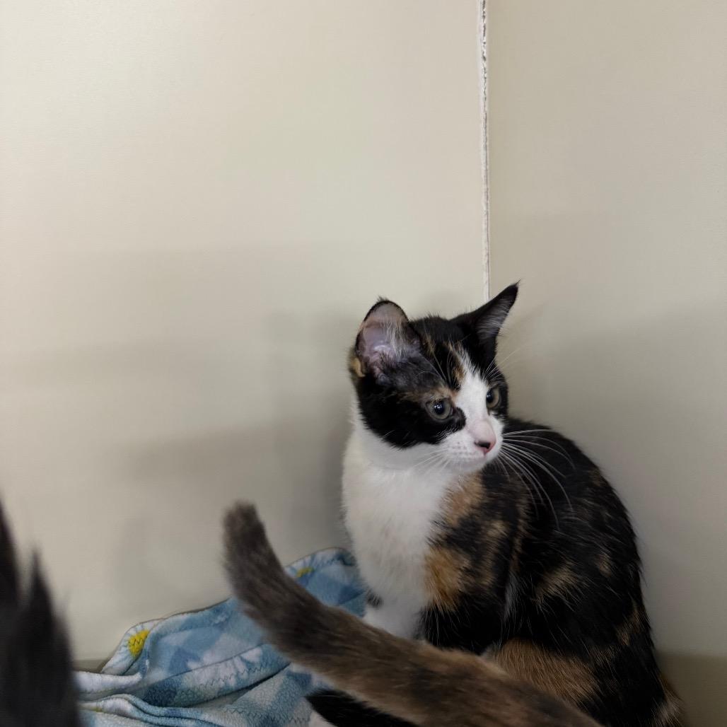 Enlarge Carie, a Adoptable Domestic Short Hair in Spanish Fork, UT image 2/3