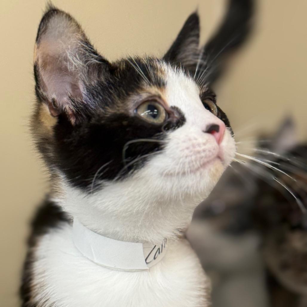 Enlarge Carie, a Adoptable Domestic Short Hair in Spanish Fork, UT image 3/3