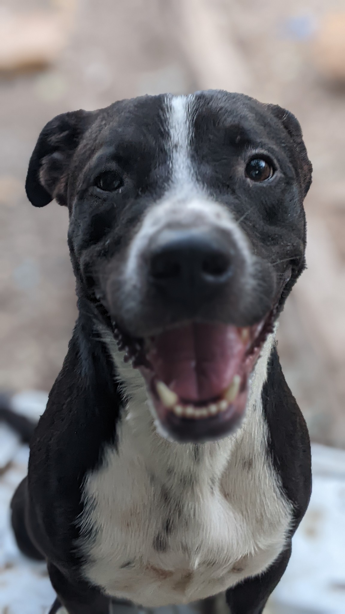 Splinter, Adoptable, Adult Male Pit Bull Terrier.