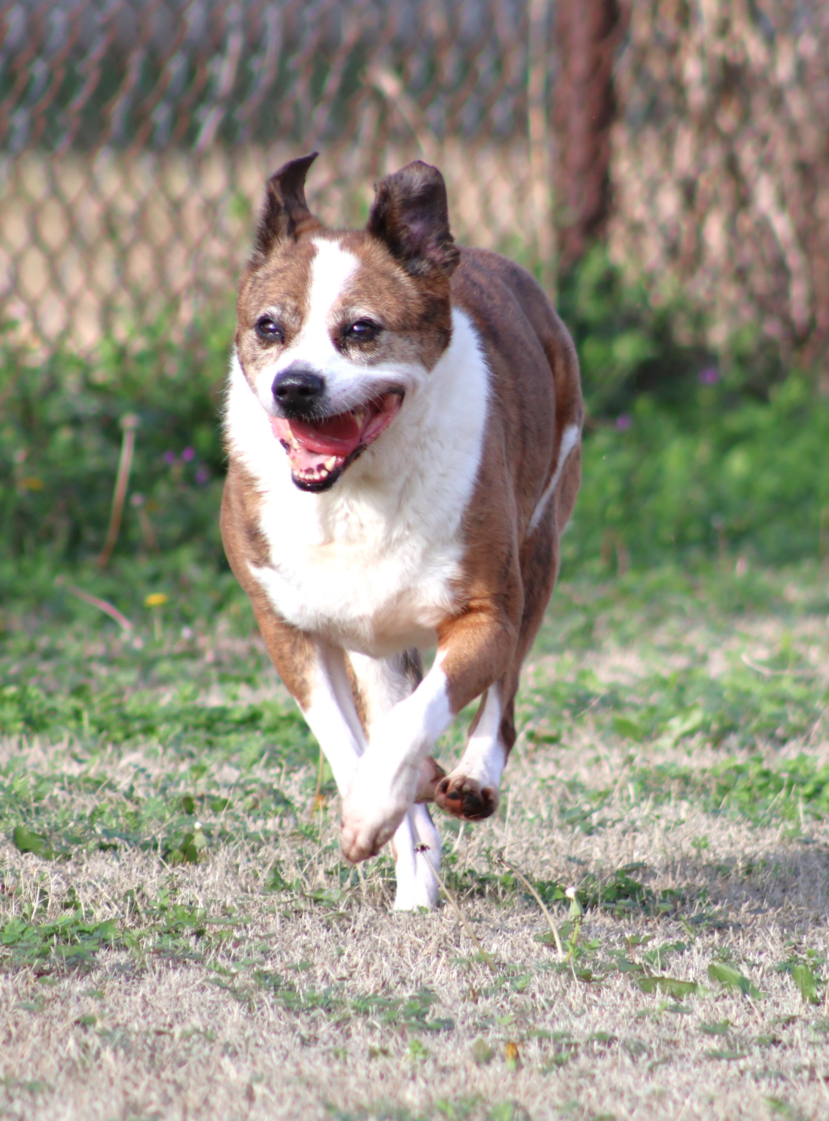 Enlarge HARLIE, a Adoptable mixed breed in Appling, GA image 1/1