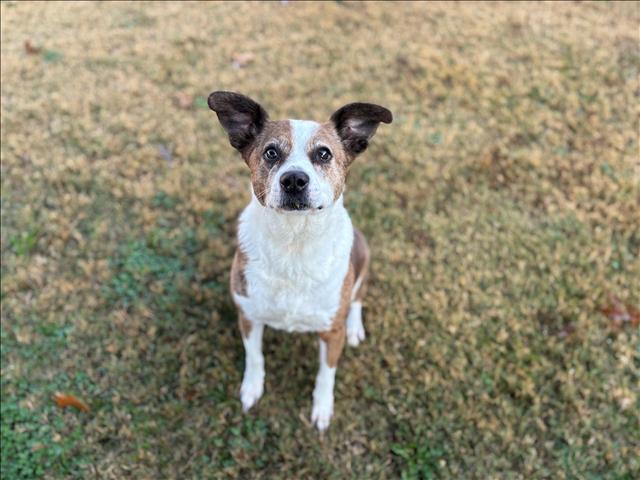 Enlarge HARLIE, a Adoptable mixed breed in Appling, GA image 1/1