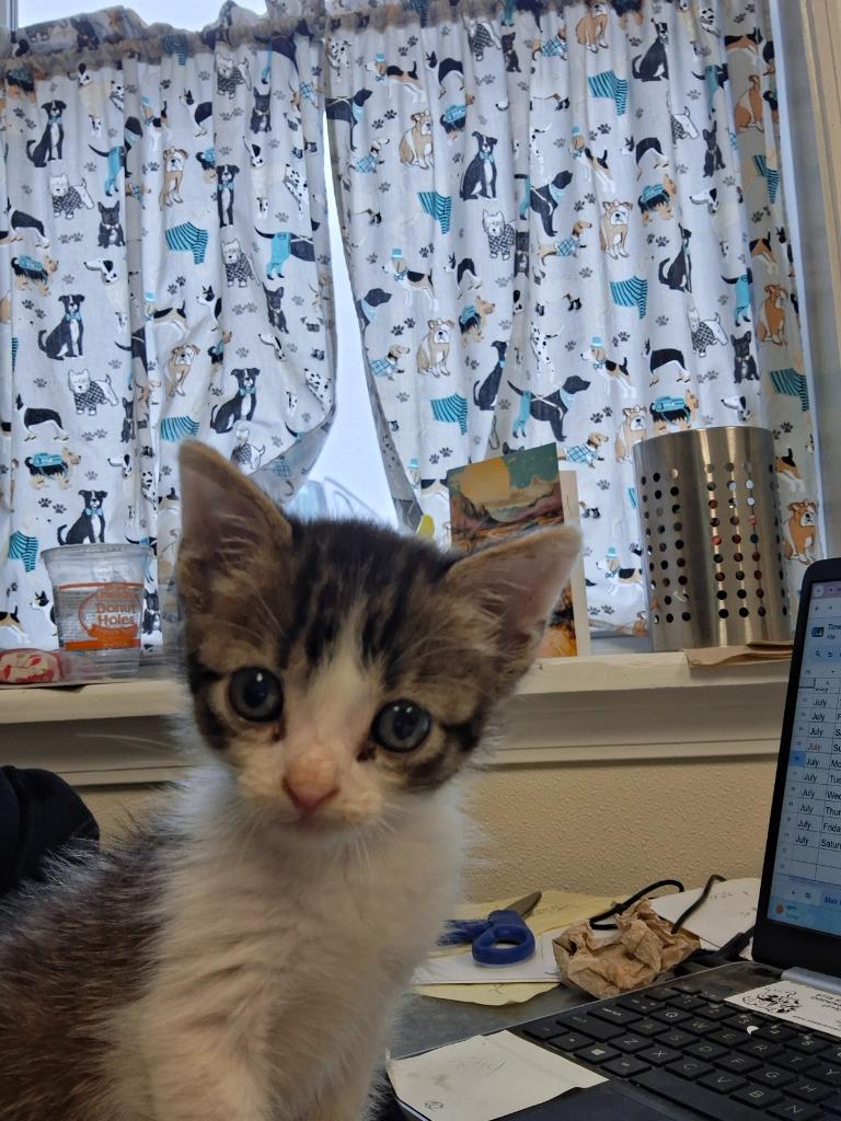 TJ, Adoptable, Kitten Male Domestic Short Hair.