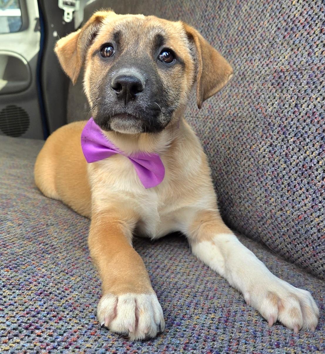 Brownie, Adoptable, Puppy Female Boxer & Mixed Breed.