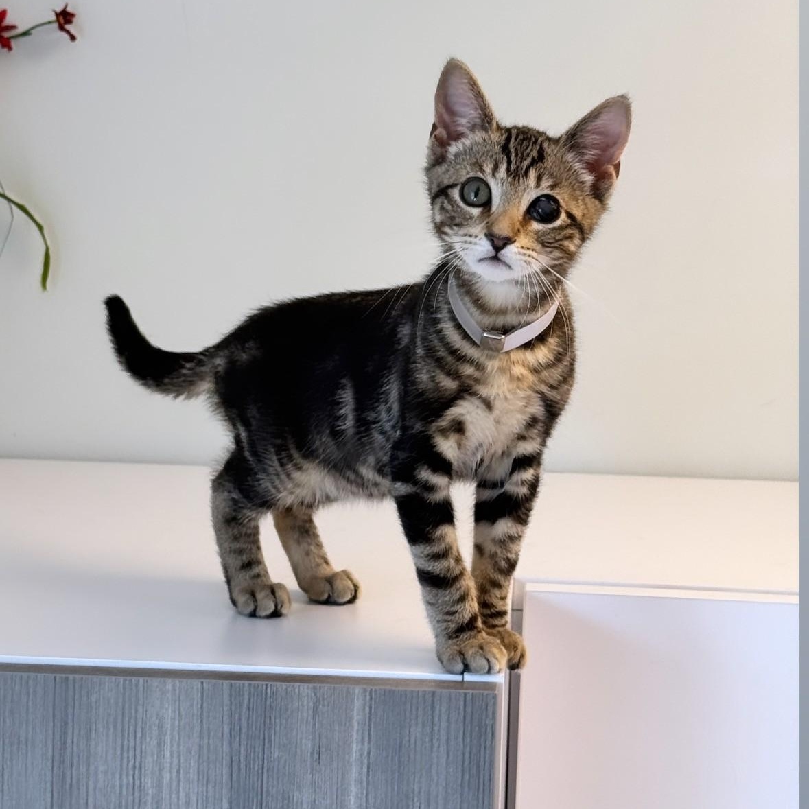 Ricky, ADOPTABLE, Young Female Domestic Short Hair.
