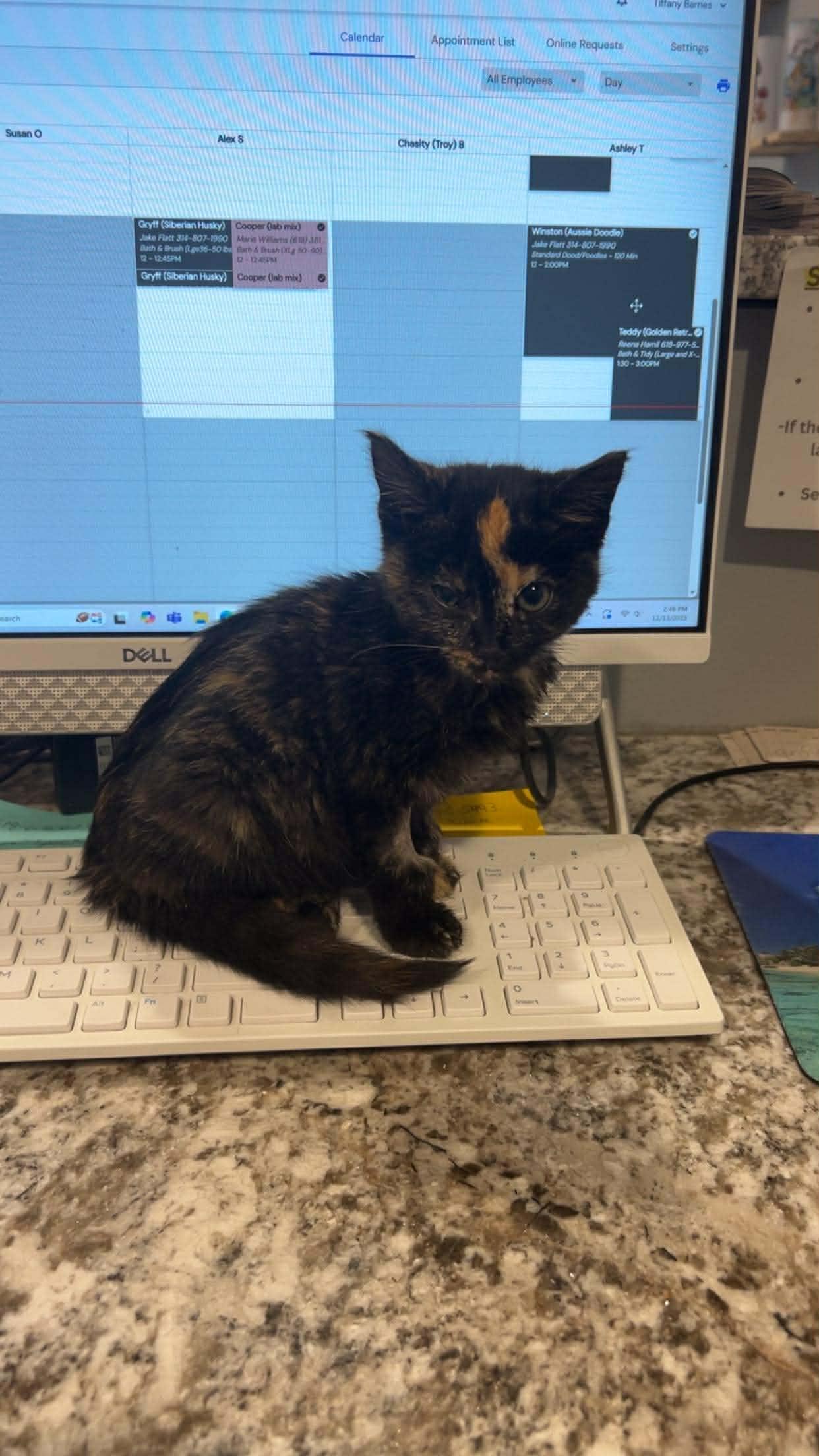 Hope, Adopted, Young Female Tortoiseshell & Domestic Medium Hair.