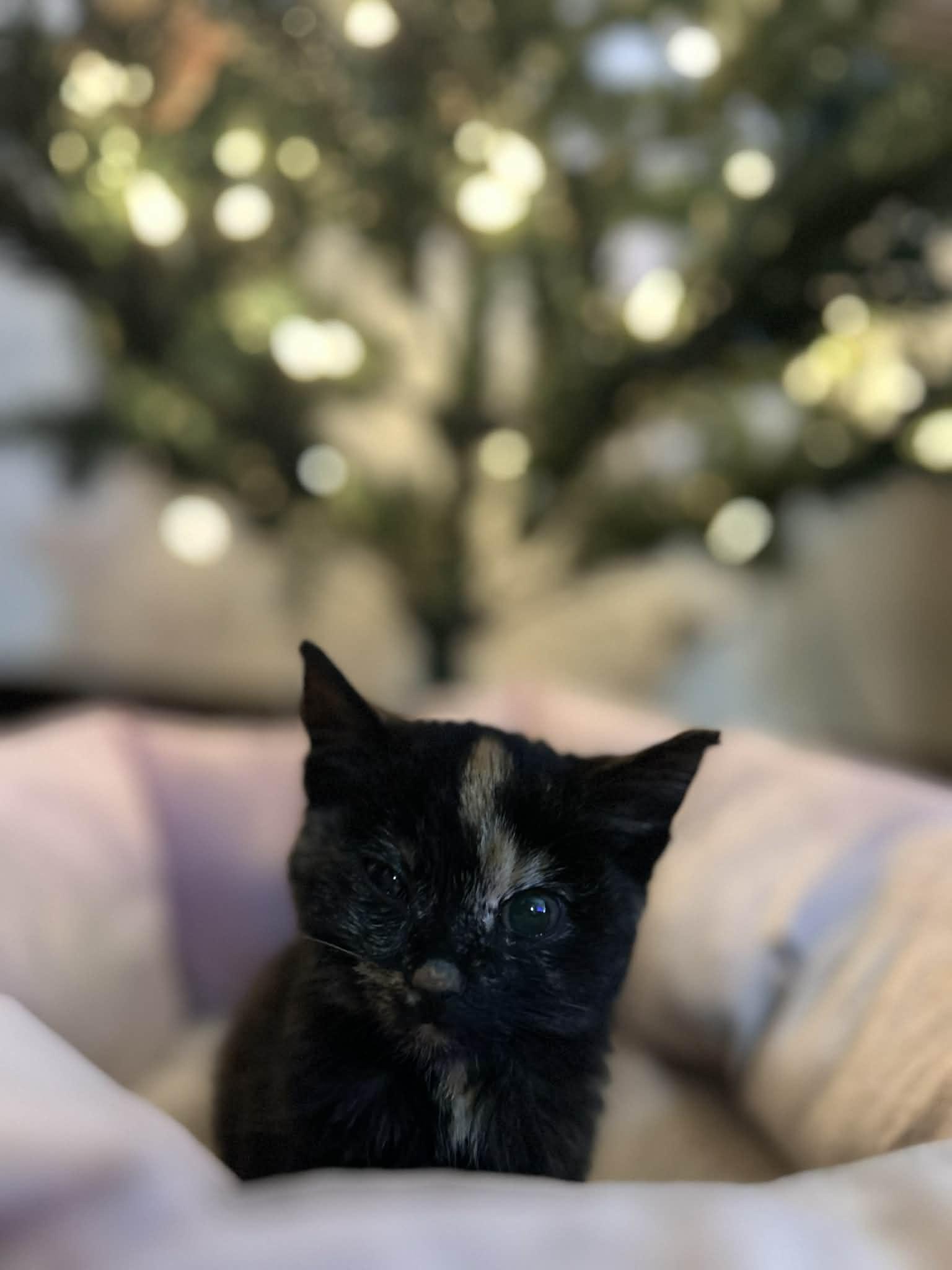 Enlarge Hope, a Adopted mixed breed in O'Fallon, MO image 3/3