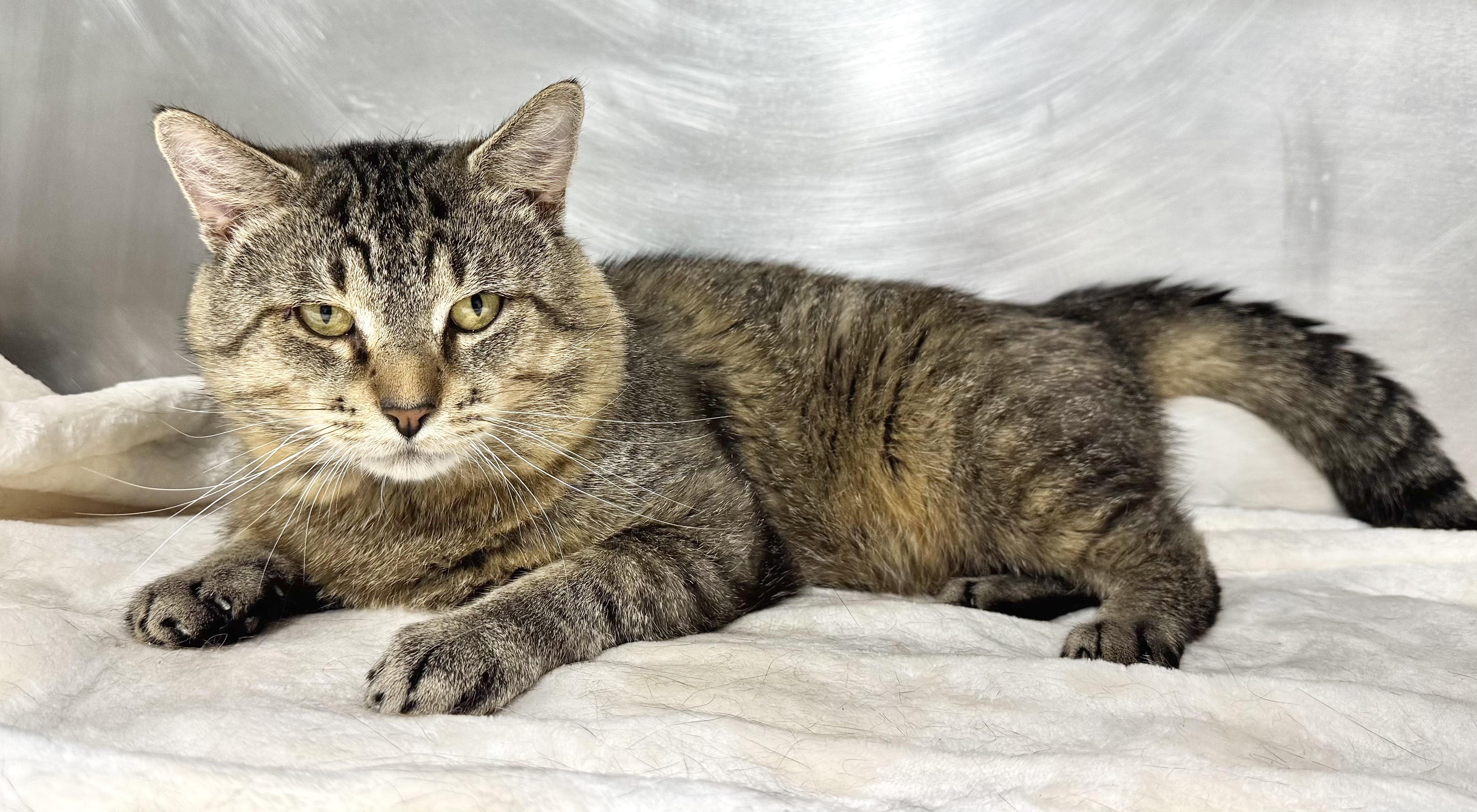 TEX, Adult Male Domestic Short Hair