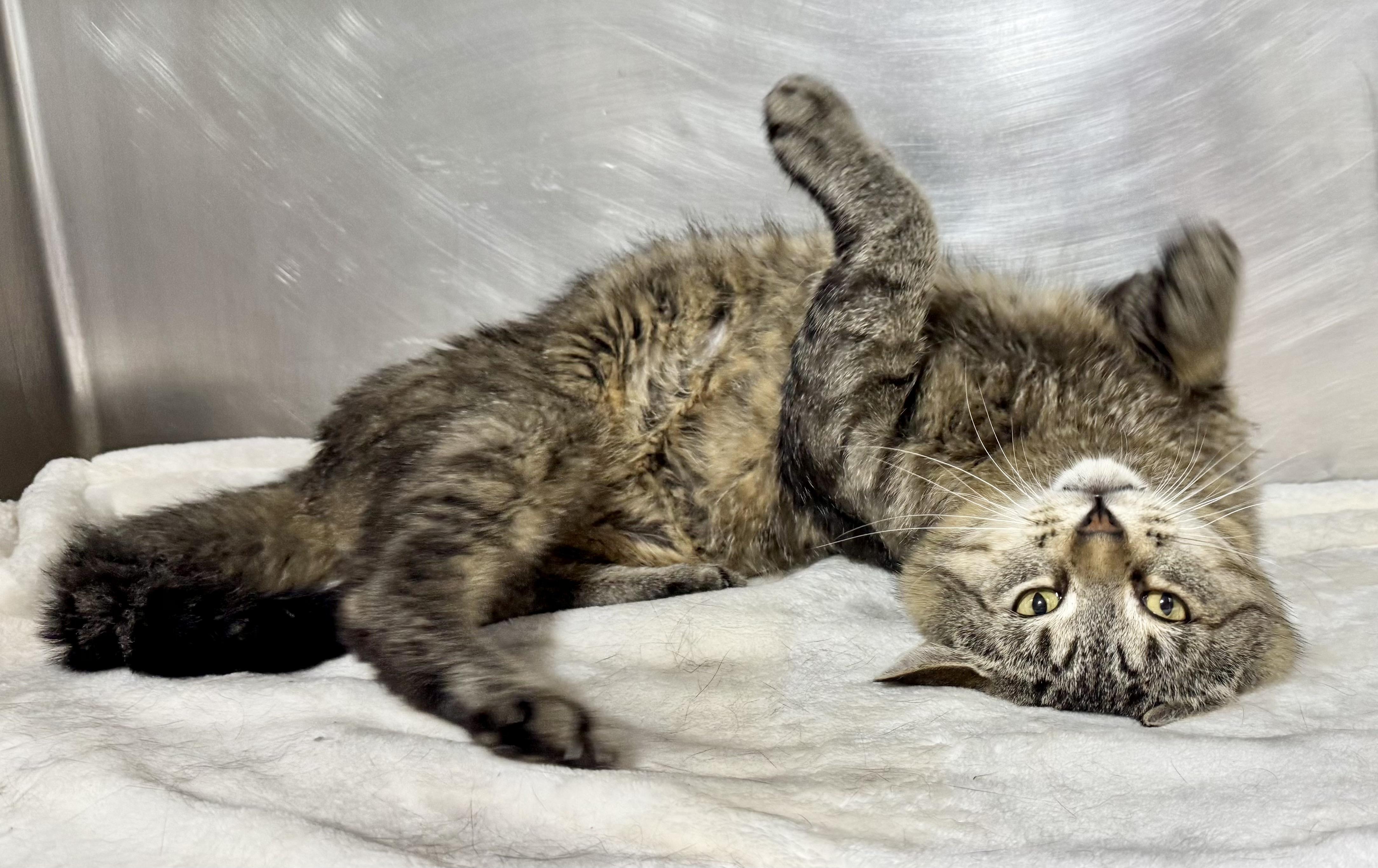 TEX, a Adoptable mixed breed in Beechbottom, WV image 2/3