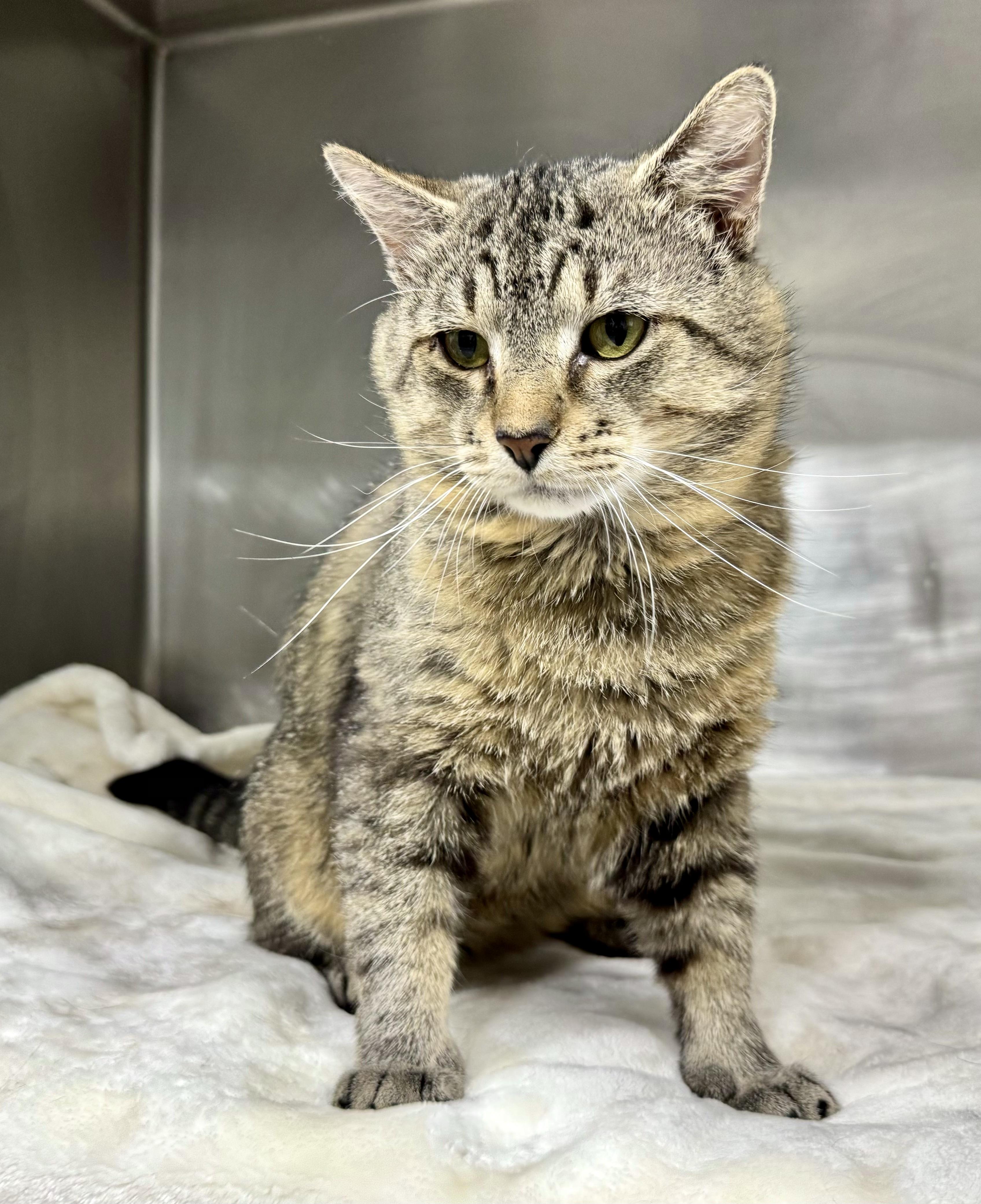 TEX, a Adoptable mixed breed in Beechbottom, WV image 3/3