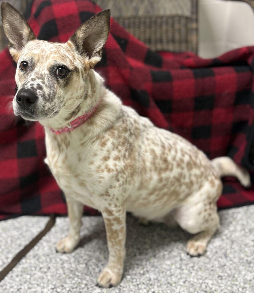 Enlarge Pippi, a Adoptable mixed breed in Jackson, MI image 3/6