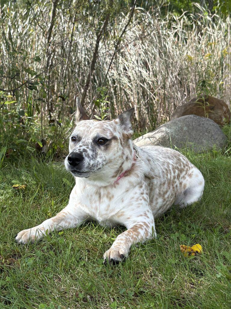 Enlarge Pippi, a Adoptable mixed breed in Jackson, MI image 6/6