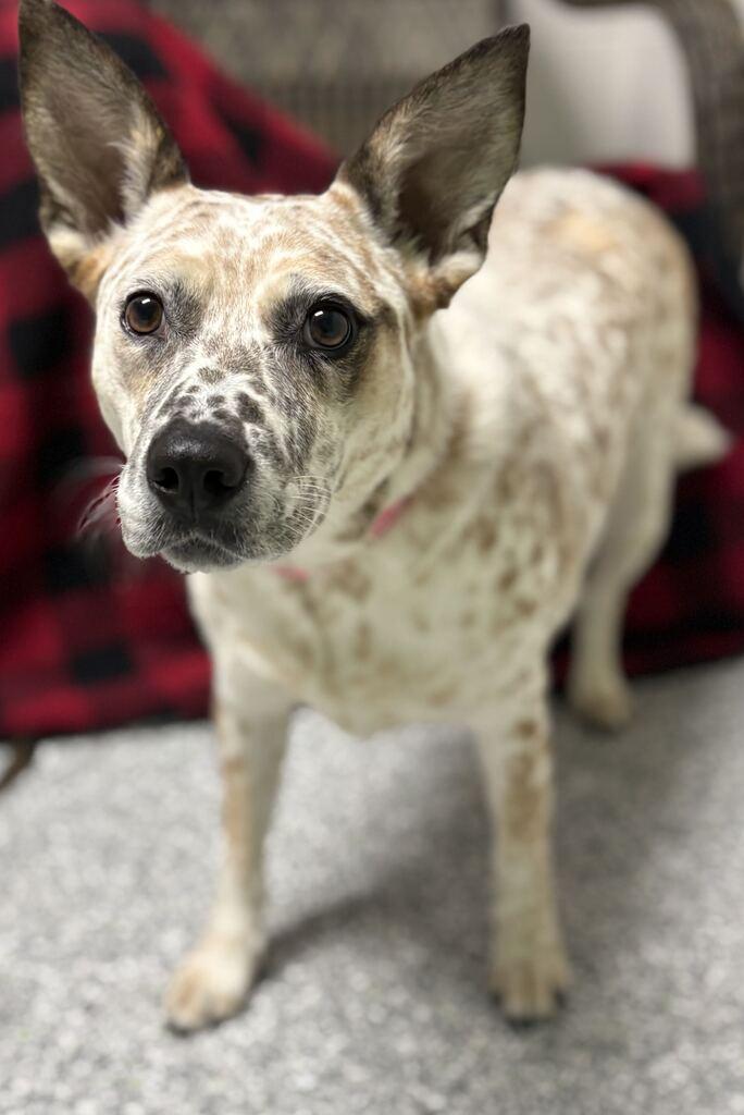 Enlarge Pippi, a Adoptable mixed breed in Jackson, MI image 5/6