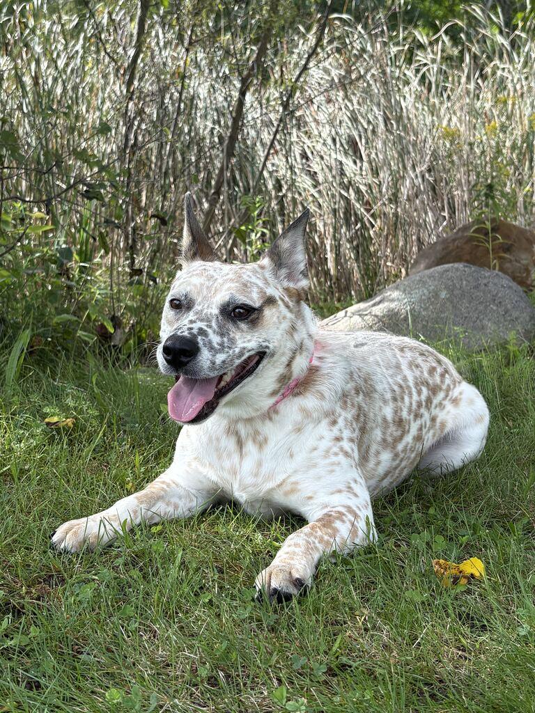 Enlarge Pippi, a Adoptable mixed breed in Jackson, MI image 2/6