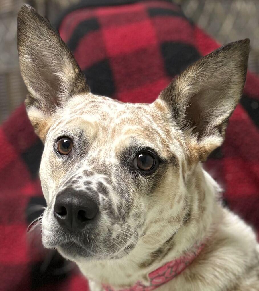 Pippi, Adoptable, Adult Female Australian Cattle Dog / Blue Heeler.