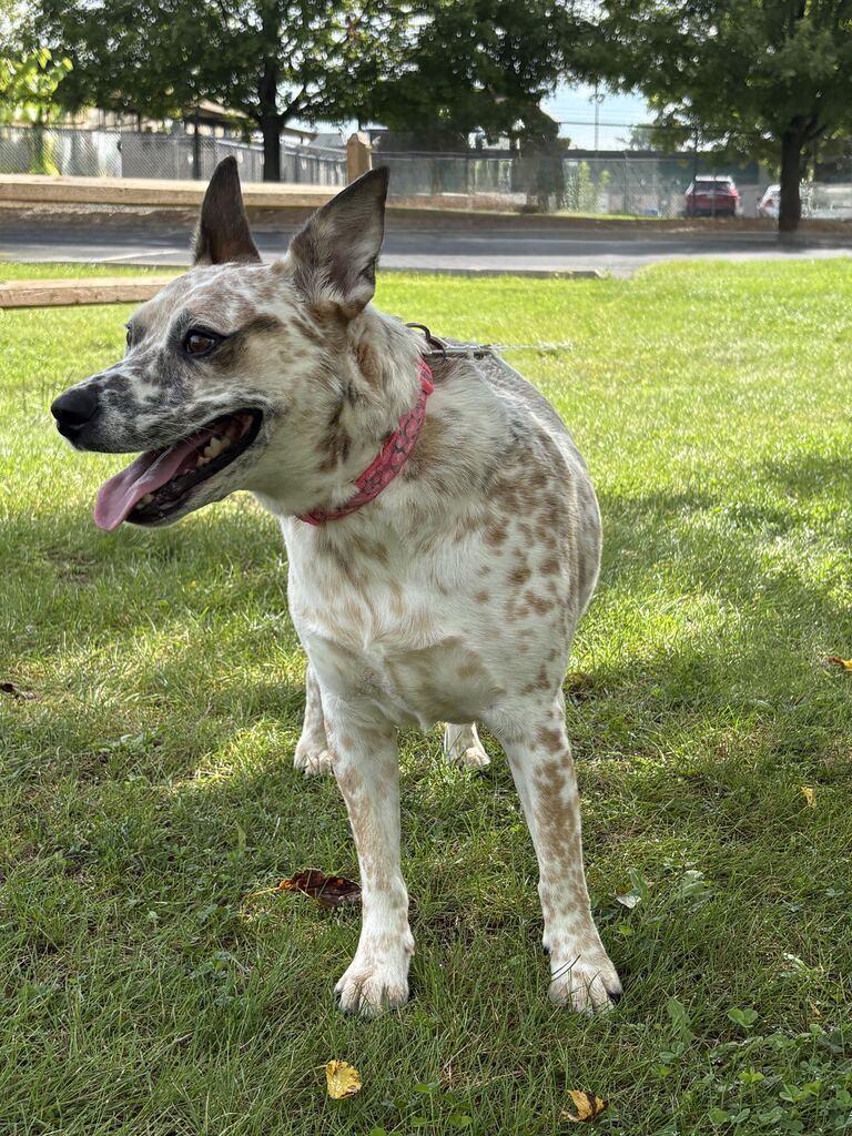 Enlarge Pippi, a Adoptable mixed breed in Jackson, MI image 4/6