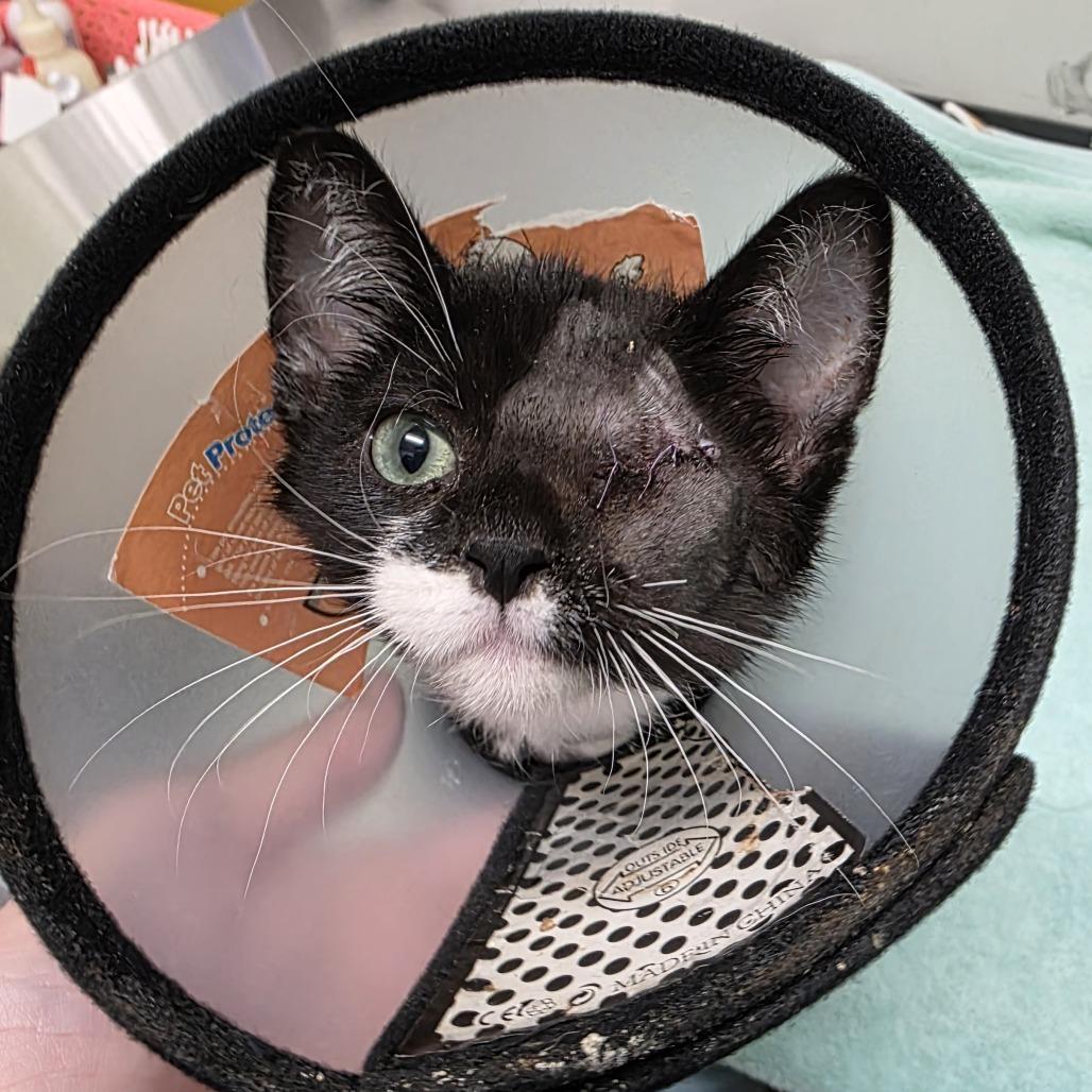Binx, Adoptable, Kitten Male Domestic Short Hair.