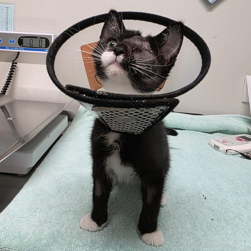 Enlarge Binx, a Adoptable Domestic Short Hair in Saint Cloud, MN image 2/3