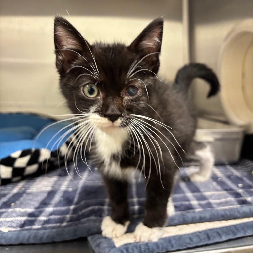 Enlarge Binx, a Adoptable Domestic Short Hair in Saint Cloud, MN image 3/3