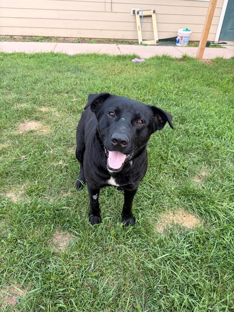 Blackjack, Adoptable, Adult Male Labrador Retriever & Mixed Breed.