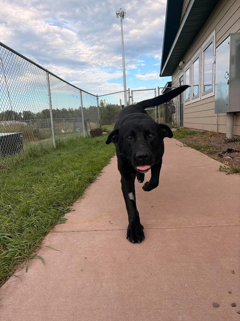 Enlarge Blackjack, a Adoptable mixed breed in Ashland, WI image 2/6