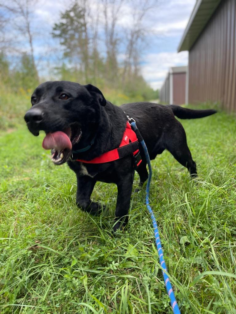 Enlarge Blackjack, a Adoptable mixed breed in Ashland, WI image 3/6