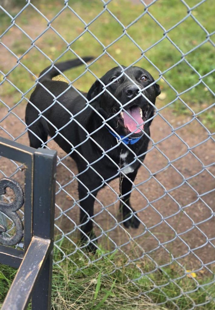 Enlarge Blackjack, a Adoptable mixed breed in Ashland, WI image 4/6
