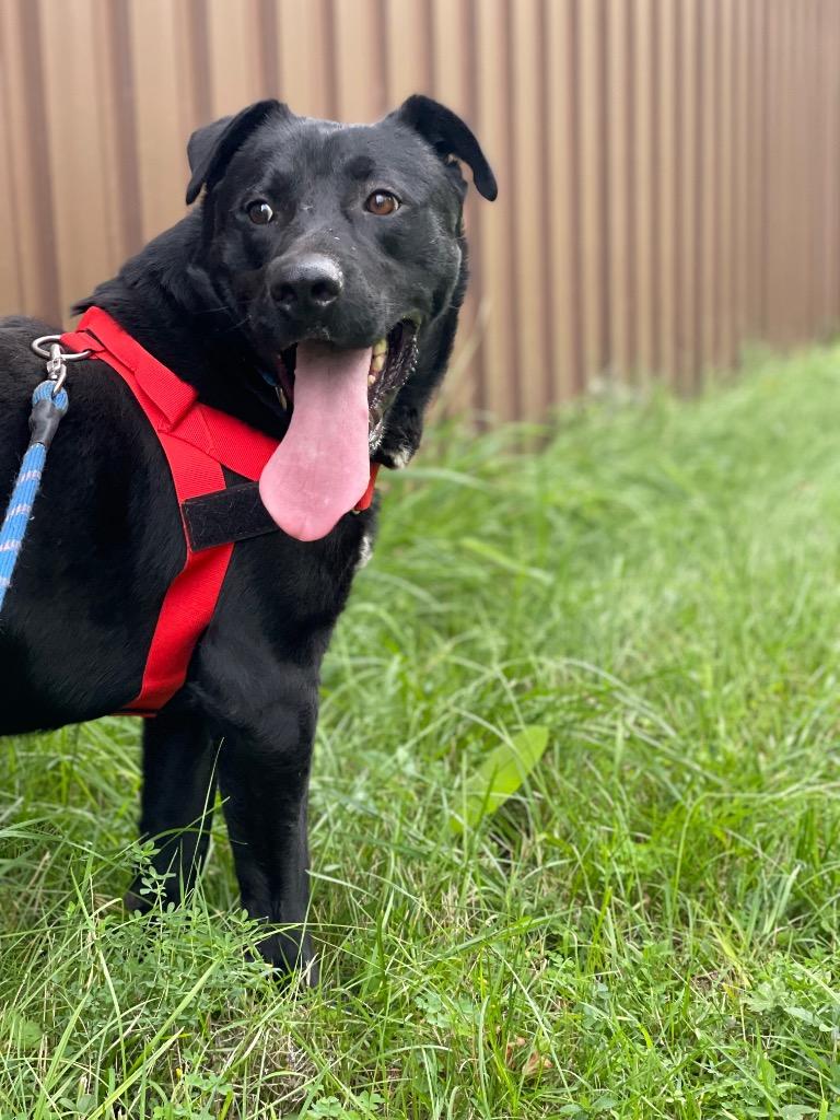 Enlarge Blackjack, a Adoptable mixed breed in Ashland, WI image 5/6