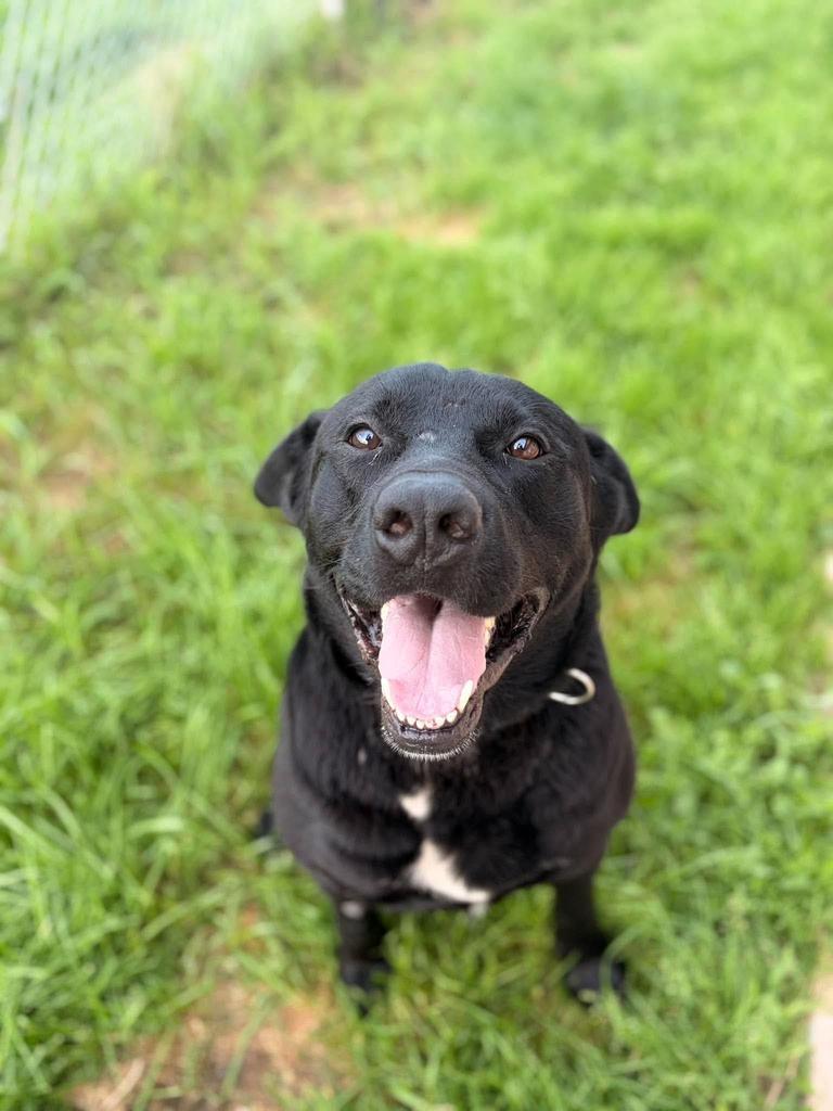Enlarge Blackjack, a Adoptable mixed breed in Ashland, WI image 6/6