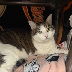 Jasmine, Adoptable, Senior Female Domestic Short Hair.