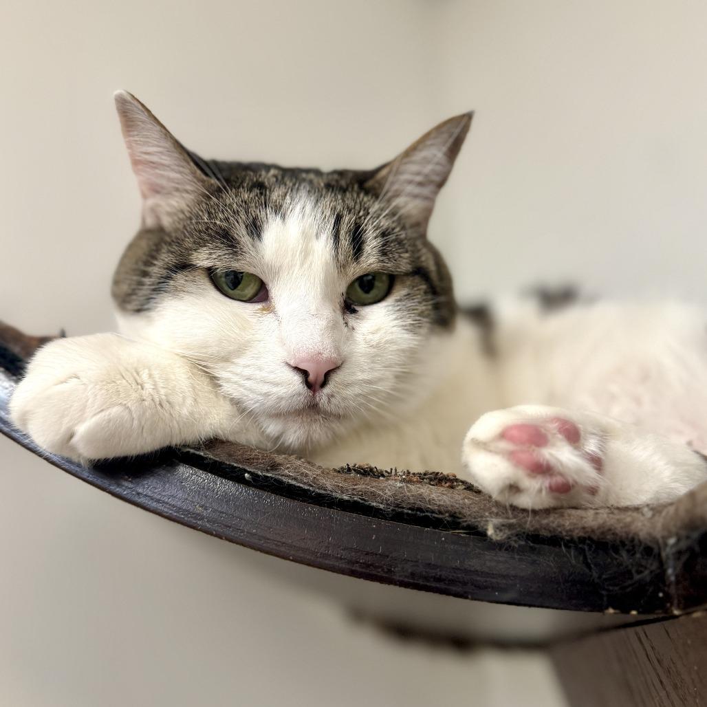 Enlarge Jasmine, a Adoptable Domestic Short Hair in Las Vegas, NV image 4/5