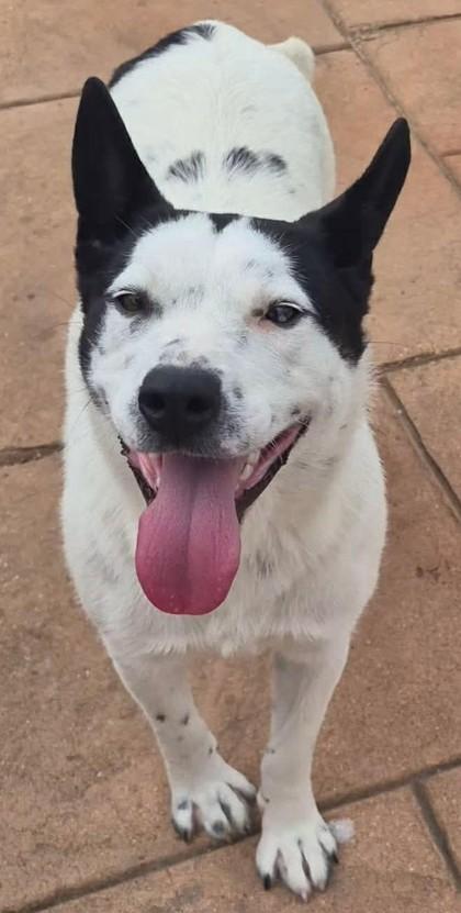 Winnie, Adoptable, Young Female Cattle Dog & Mixed Breed.