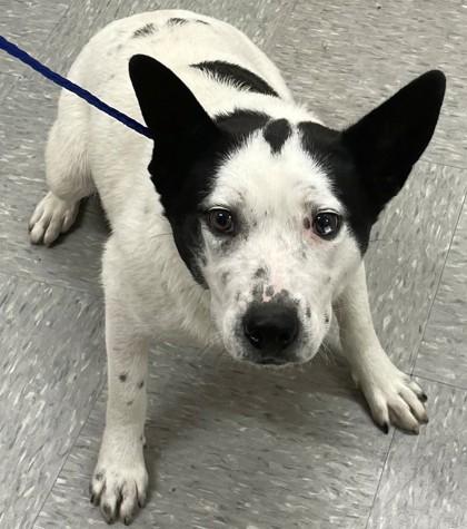 Enlarge Winnie, a Adoptable mixed breed in Shreveport, LA image 2/3