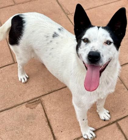 Enlarge Winnie, a Adoptable mixed breed in Shreveport, LA image 3/3