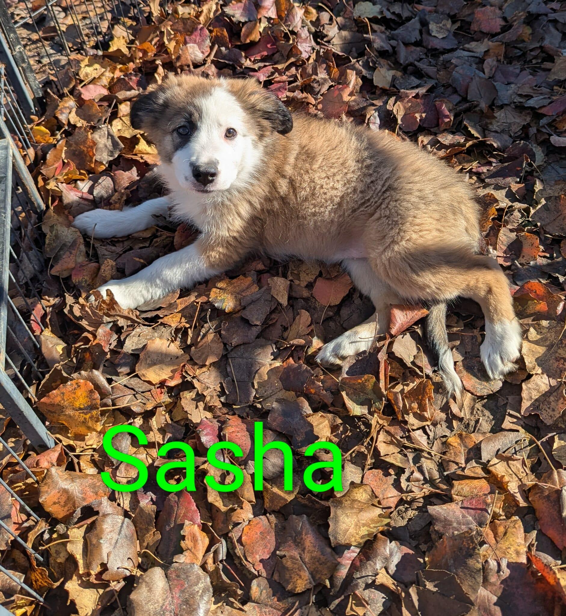 Enlarge Sasha, an adopted mixed breed in Union, CT image 3/5