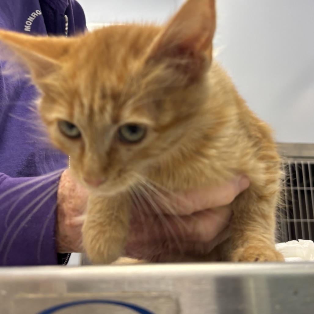Sally, Adoptable, Kitten Female Domestic Short Hair & Domestic Short Hair.