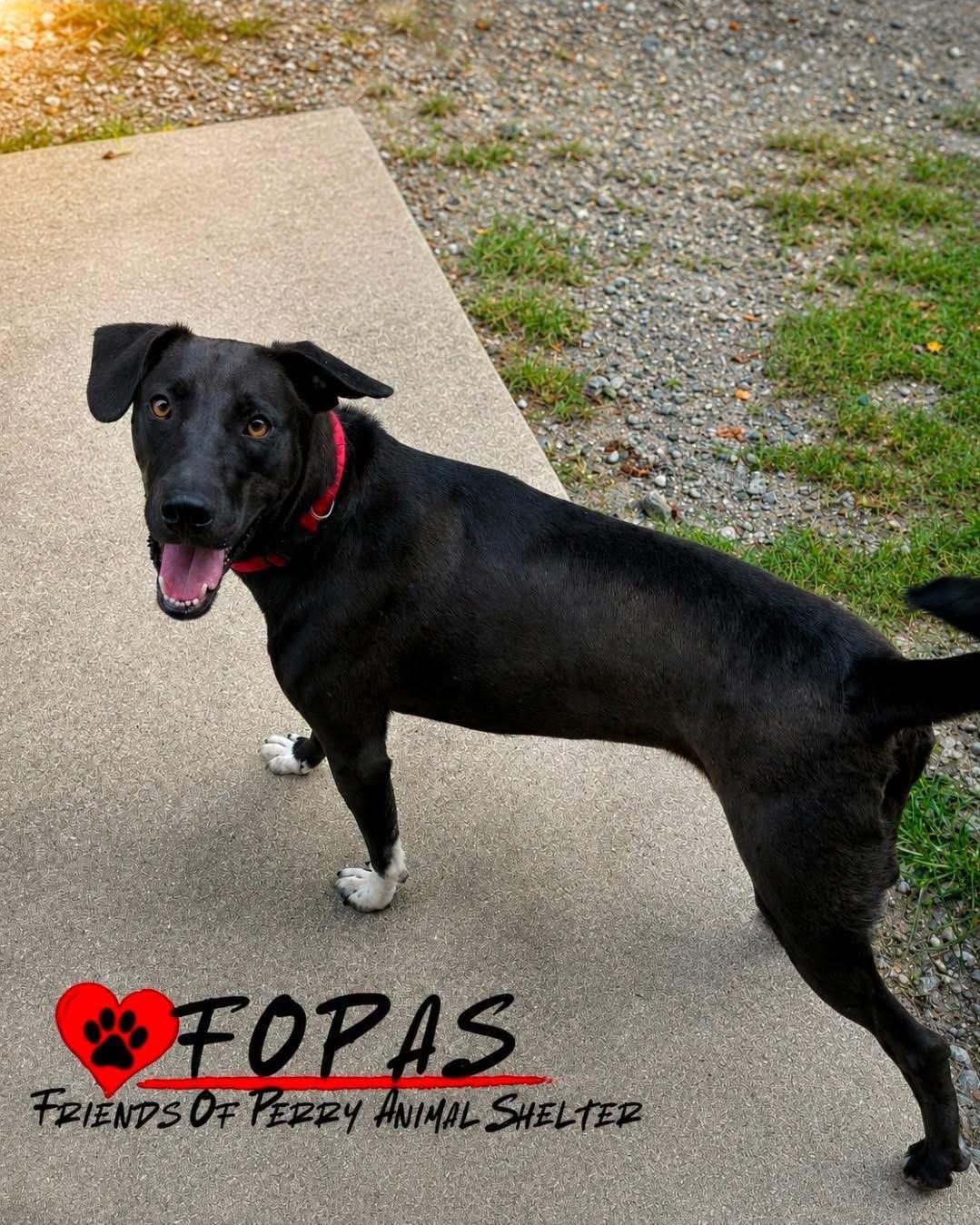 Riley, ADOPTABLE, Young Male Black Labrador Retriever.