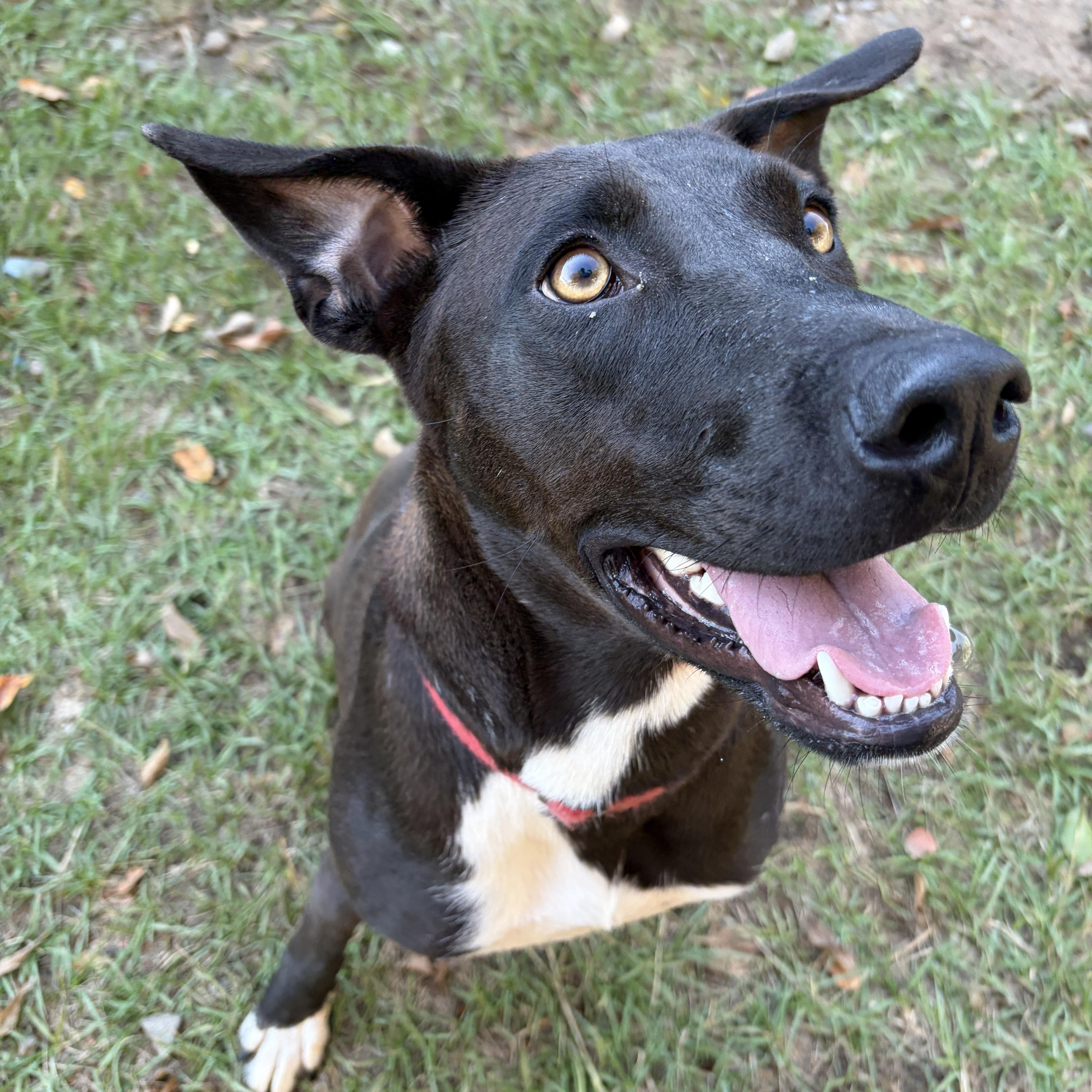 Enlarge Riley, a Adoptable mixed breed in Perry, GA image 2/5