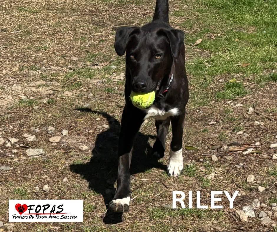 Enlarge Riley, a ADOPTABLE mixed breed in Perry, GA image 3/3