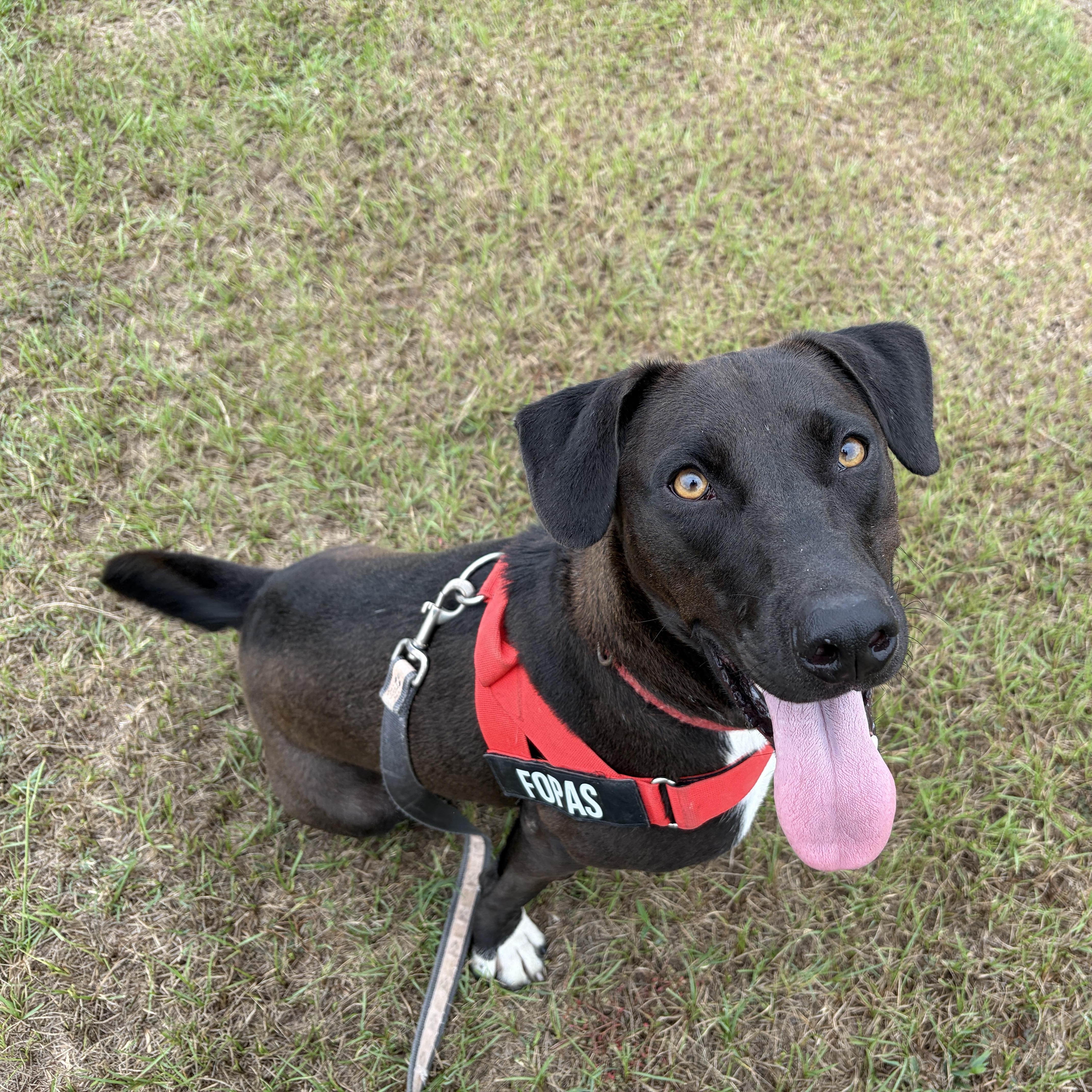 Enlarge Riley, a Adoptable mixed breed in Perry, GA image 1/5