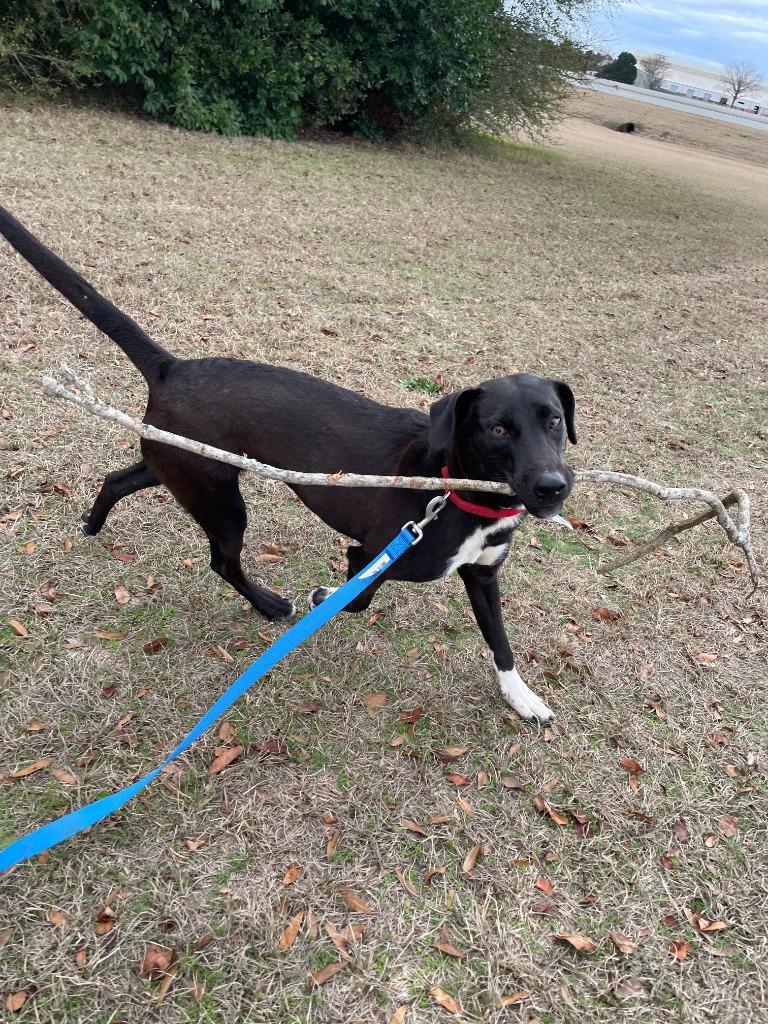 Enlarge Riley, a ADOPTABLE mixed breed in Perry, GA image 2/3