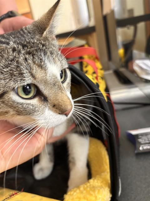 Enlarge FORK, a Adoptable Domestic Short Hair in Lees Summit, MO image 1/1