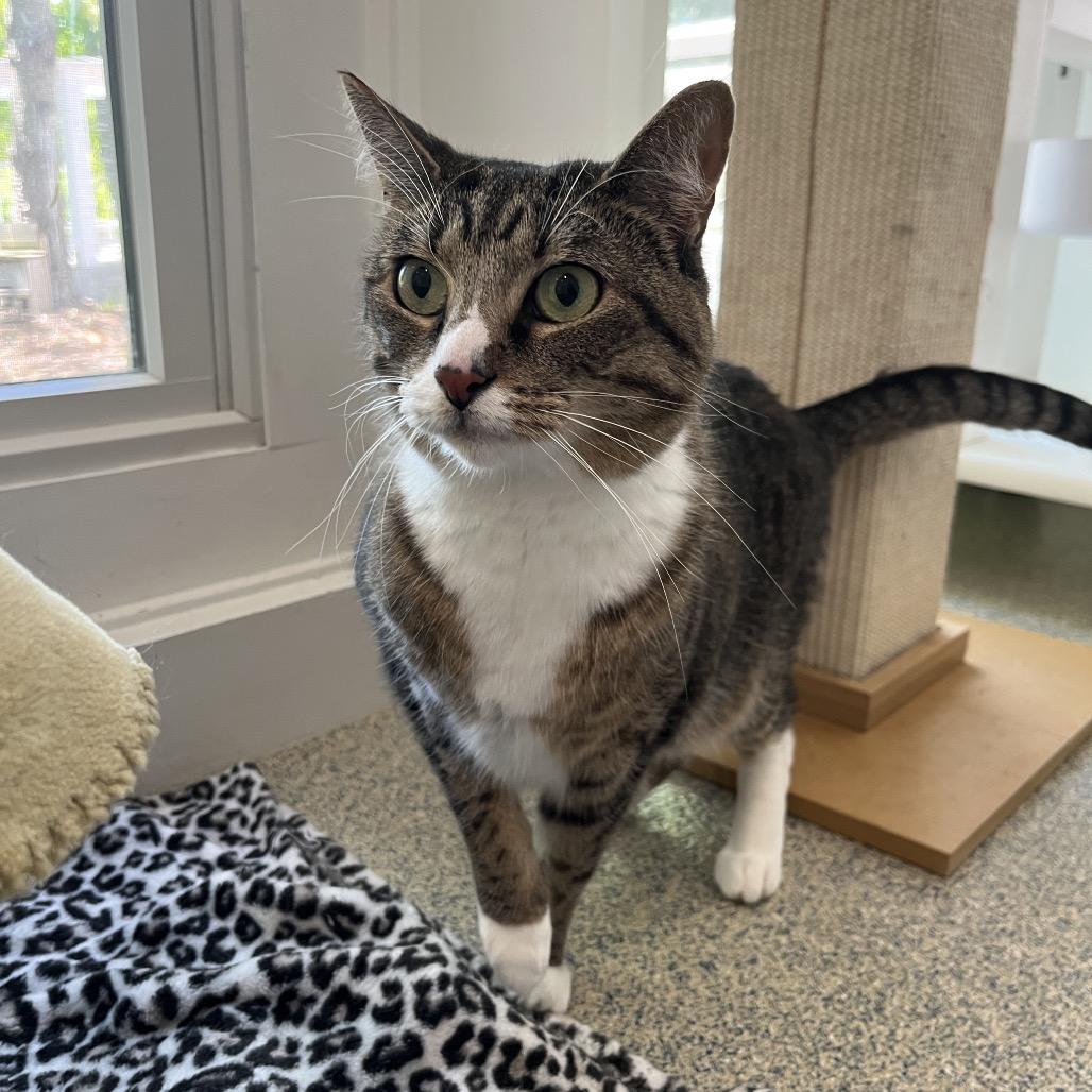 Phoenix, a Adoptable Domestic Short Hair in East Hampton, NY image 1/2