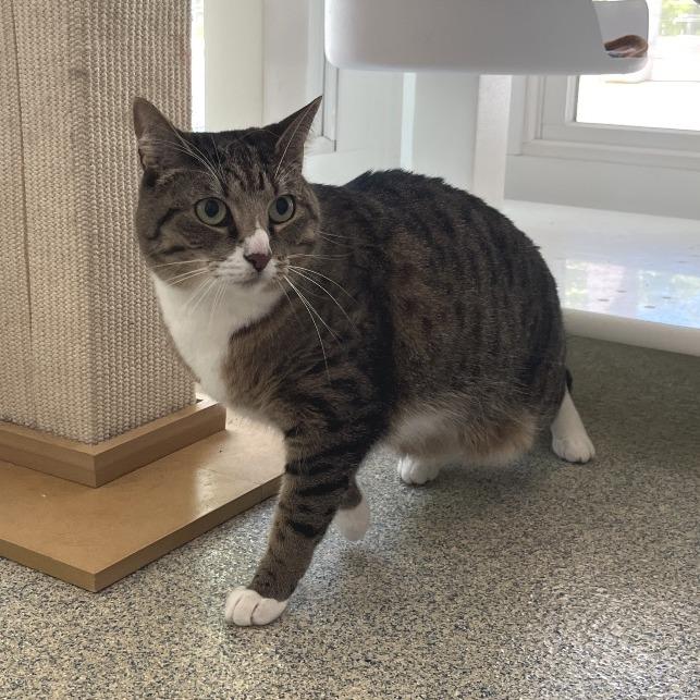 Phoenix, a Adoptable Domestic Short Hair in East Hampton, NY image 2/2
